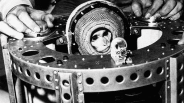 The first primate in space, Albert II, a rhesus macaque monkey.